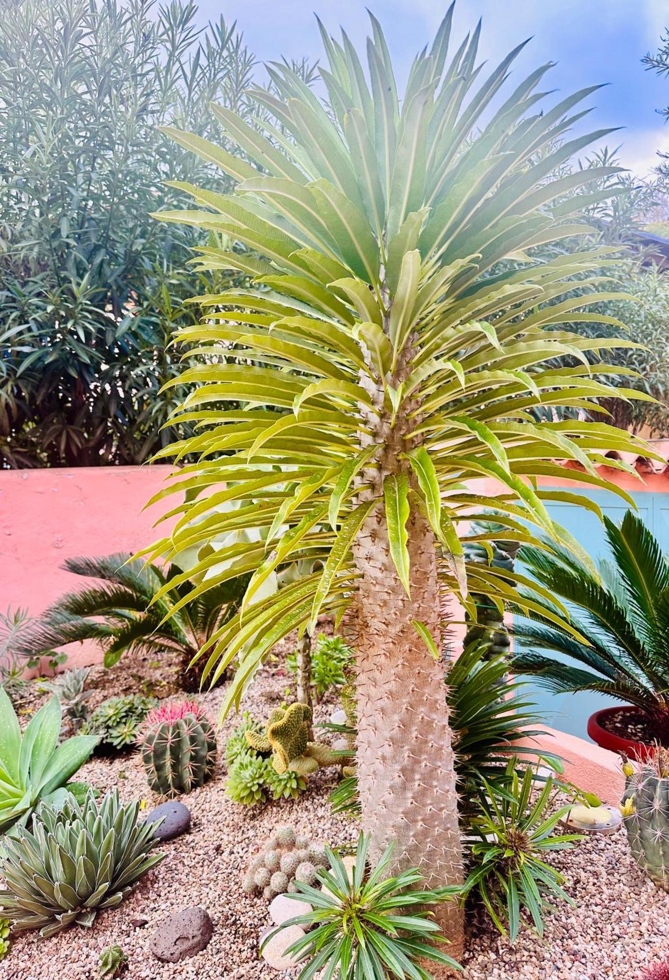 Il Giardino Davanti Al Mare Orosei Ngoại thất bức ảnh